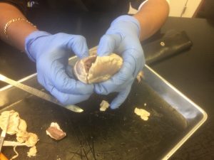 Student dissects sheep brain