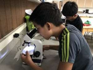 A student looks into a microscope.