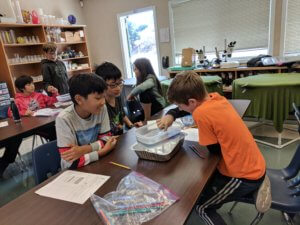 Students working at tables observing containers of water with red and blue food coloring.