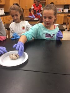 Student wearing gloves investigate a brain.