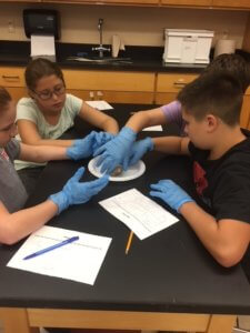 Students at a lab table wearing blue disposable gloves investigating a sheep brain.