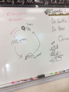 A whiteboard drawing of a food web.