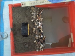 A model beach is shown in a paint tray as students build an erosion barrier.