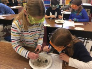 Students wear googles and work with tweezers and picks to dissect owl pellets.