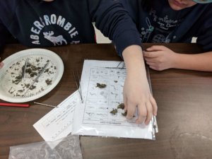 Students dissect owl pellets wtih tweezers and picks on a paper plate.