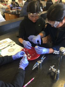Students wearing goggles and gloves dissect sheep eyes.