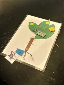 A photosynthesis card with extra leaves and roots is shown.