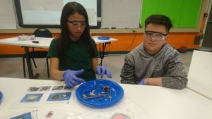 Students wearing goggles and gloves dissection an eyeball.