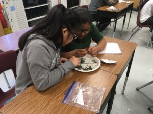 Students dissect owl pellets over a plate.