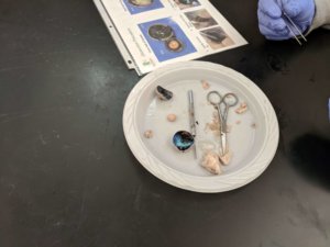 A plate with a sheep eye dissection and tools are shown.